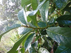 Cybianthus detergens