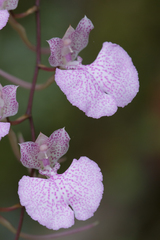 Comparettia macroplectron