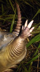 Dasypus novemcinctus