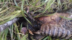 Dasypus novemcinctus