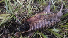 Dasypus novemcinctus