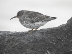 Calidris maritima