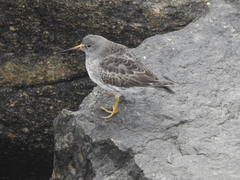 Calidris maritima