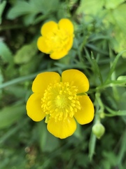 Ranunculus paludosus