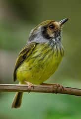 Myiornis auricularis