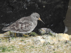 Calidris maritima