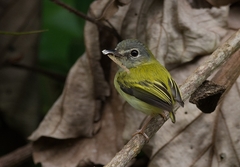 Myiornis ecaudatus