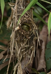 Myiornis ecaudatus