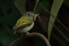 Myiornis ecaudatus