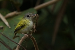 Myiornis ecaudatus