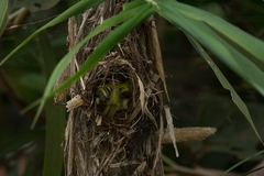 Myiornis ecaudatus