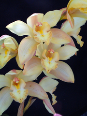 Cymbidium