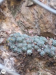 Echeveria elegans