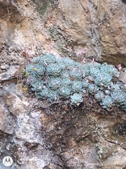Echeveria elegans