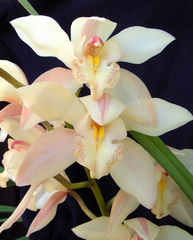 Cymbidium