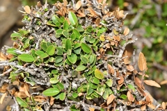 Rhamnus myrtifolia