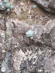 Echeveria elegans