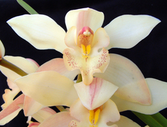 Cymbidium