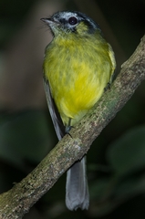 Pogonotriccus eximius