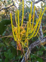 Psittacanthus robustus