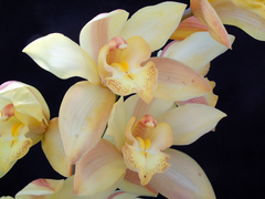Cymbidium