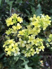 Biscutella sempervirens