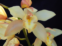 Cymbidium