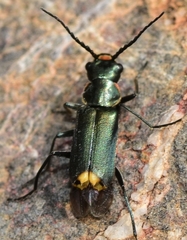 Clanoptilus abdominalis
