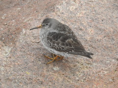 Calidris maritima