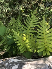 Polypodium cambricum