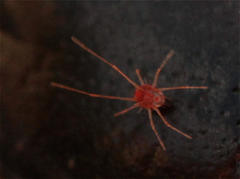 Cocceupodidae
