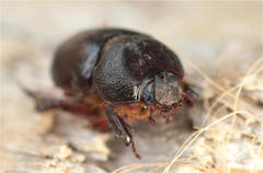 Temnorhynchus baal