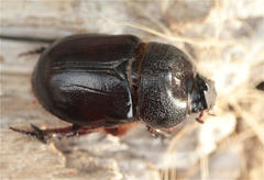 Temnorhynchus baal