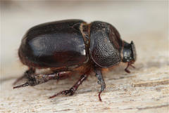 Temnorhynchus baal