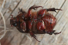 Temnorhynchus baal
