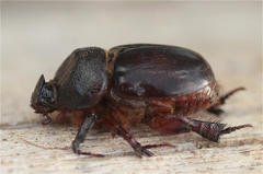 Temnorhynchus baal