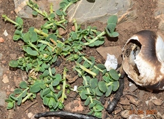 Telephium imperati imperati