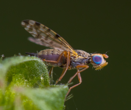 Blackjack Fly photo 2