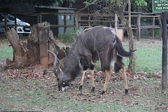 Tragelaphus angasii