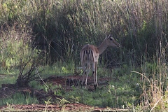 Aepyceros melampus melampus