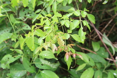Serjania polyphylla