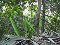 Selenicereus undatus