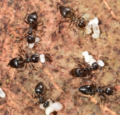 Crematogaster auberti