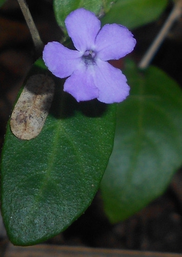 False Philippine Violet (Barleriola solanifolia)
