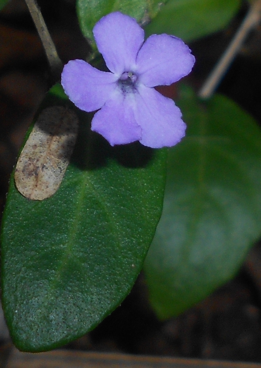Barleriola