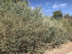 Atriplex lentiformis breweri