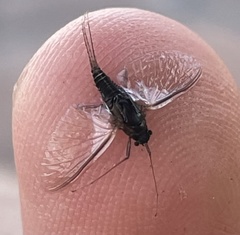 Tricorythodes explicatus