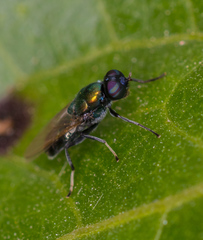 Prosopochrysa vitripennis