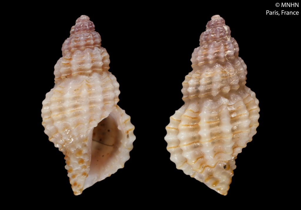Cyrillia