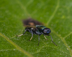 Prosopochrysa vitripennis